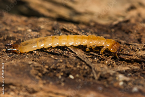 Canada Fire-colored Beetle Larva - Dendroides canadensis