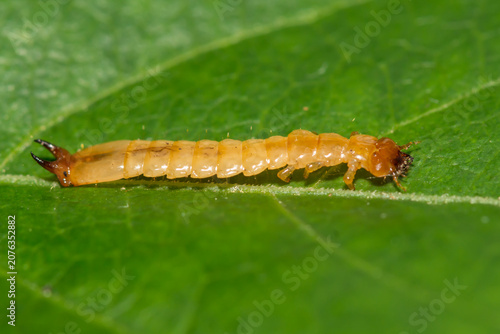 Canada Fire-colored Beetle Larva - Dendroides canadensis