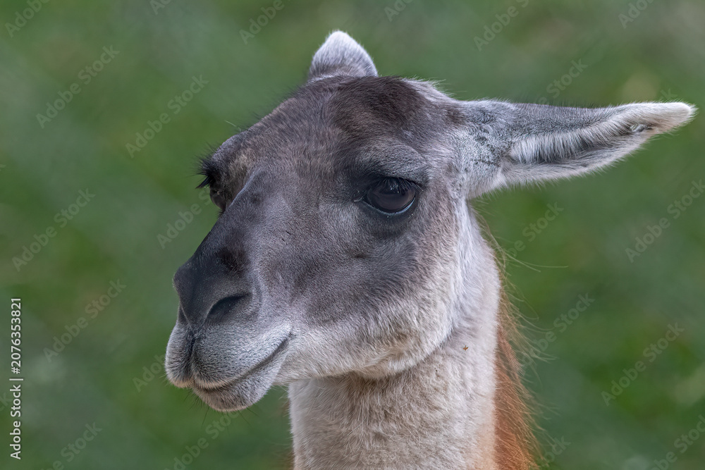 Fototapeta premium Guanaco portrait facing left against blurred green meadow background featuring calm peaceful mood