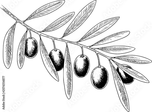 Hand-drawn olive branch with black olives and leaves, isolated white background
