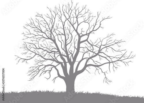 Silhouette of a bare tree with intricate branches against a white background
