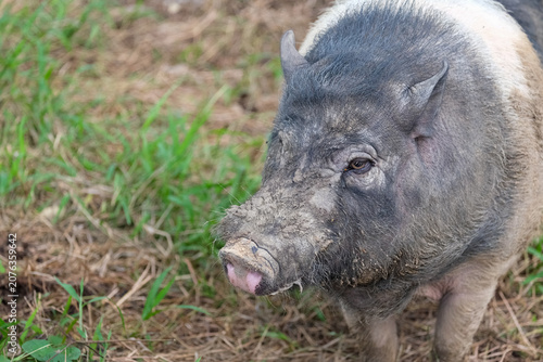 wild boar pig