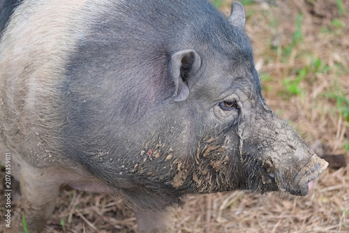 wild boar in mud