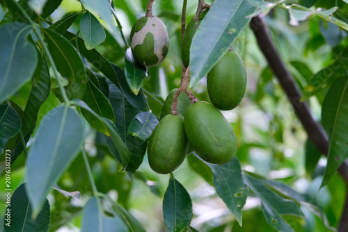 green olives on tree