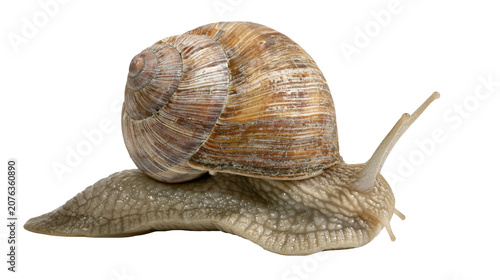 Photos Garden snail with brown spiral shell on white