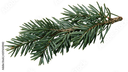 Konstfotografi Green fir tree branch with needles