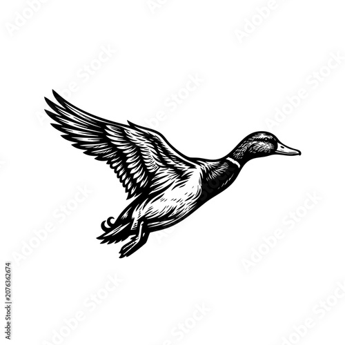 Bild auf Leinwand A duck is flying with its wings spread wide in the air.