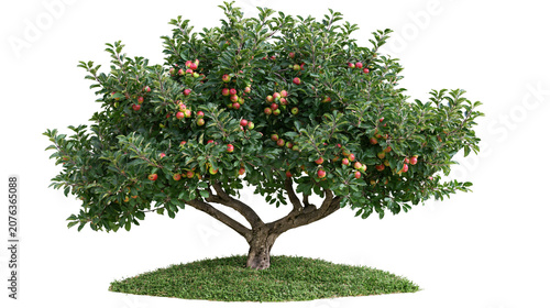Fotografía Fruiting apple tree with red and green apples on green grass