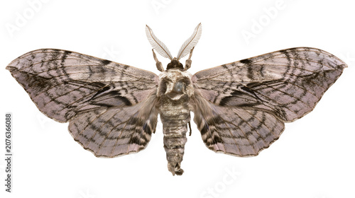 Tableau sur toile Gray moth with intricate wing patterns and feathery antennae