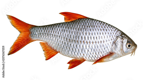 Fotografie Silver fish with orange fins and scales