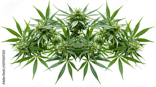 Cannabis plant buds and leaves with trichomes