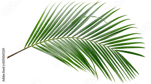 Green palm frond with thin, pointed leaves