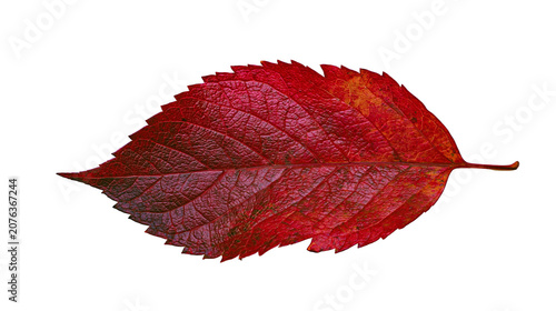 Single red autumn leaf with serrated edges and visible veins