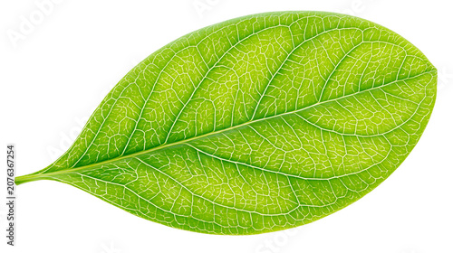 Green leaf with intricate vein pattern close-up