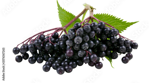 Elderberries with green leaves on stems