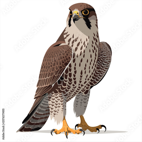 Peregrine Falcon Bird Vector Illustration Isolated on White Background.Realistic Falcon Bird of Prey Wildlife Vector Illustration.Detailed Peregrine Falcon Standing Pose Vector Artwork.