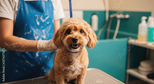 Adorable poodle getting groomed by professional at a pet salon