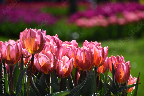 Foto Tulips in bloom at the park, Keukenhof, Lisse, Netherlands