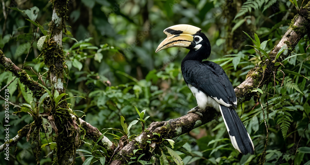 Obraz premium Wild Oriental Pied Hornbill perched on a tree branch in its natural habitat