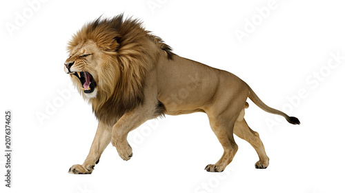 Fotografía Majestic male lion roaring with open mouth and mane