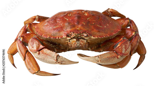 Bild auf Leinwand Whole cooked Dungeness crab with orange-red shell and claws