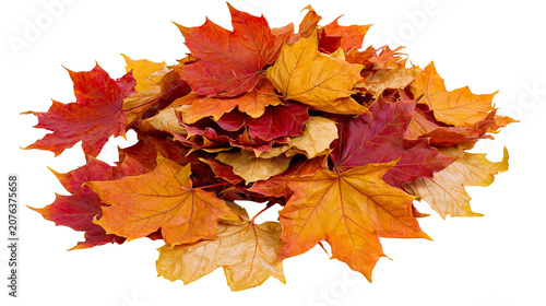 Pile of colorful autumn maple leaves in red orange, and yellow hues