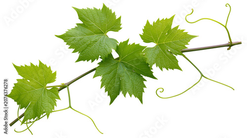 Φωτογραφία Green grape vine leaves and tendrils on branch