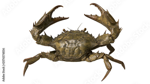 Foto Green crab with large claws raised, showing spiky shell and legs