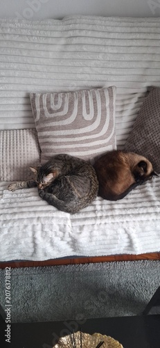 cat sleeping on the couch