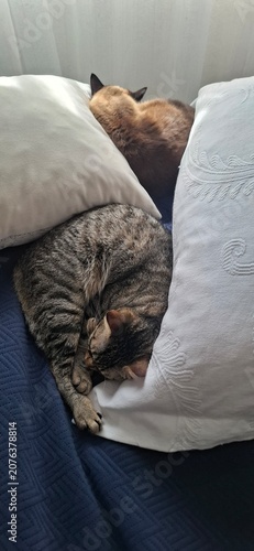 cat sleeping in bed
