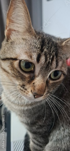 portrait of a cat