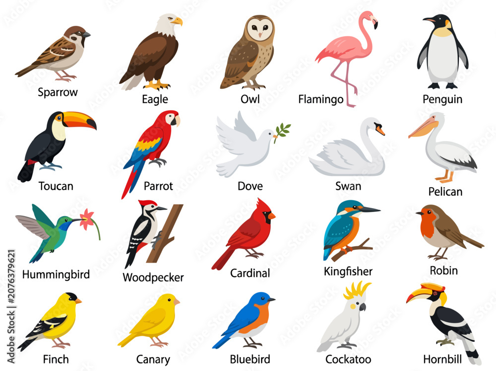 Fototapeta premium A collection of twenty diverse bird species illustrated in a colorful cartoon style with labels.