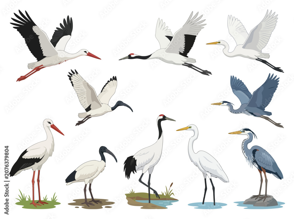 Obraz premium Collection of various wading birds including storks cranes herons and ibises.