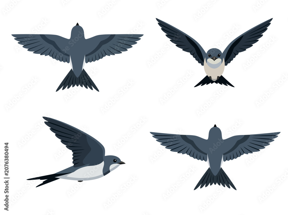 Fototapeta premium A collection of four swallow birds depicted in various flight poses and angles.
