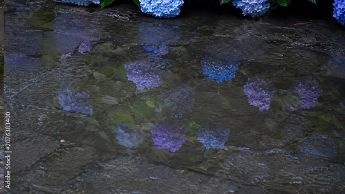 Blue Hydrangeas Reflected in Wet Stone Pavement