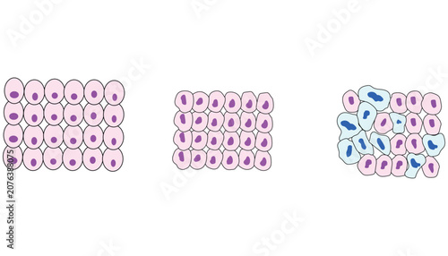 Comparative cellular tissue morphology vector for biomedical education illustration