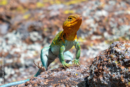 eastern collared lizard on a stone