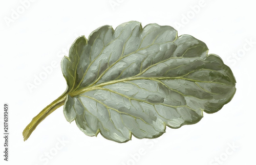 Vintage watercolor single green leaf with detailed texture isolated on white background