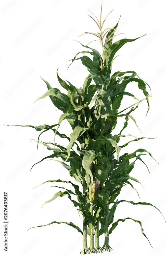 Fototapeta premium field, plant, agriculture, corn, nature, food, leaf, farm, grass, rosemary, summer, crop, herb, isolated, growth, sky, farming, maize, landscape, leaves, wheat, rural, garden, vegetable, organic, farm