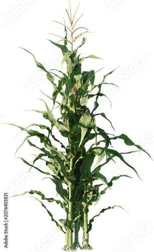 field, plant, agriculture, corn, nature, food, leaf, farm, grass, rosemary, summer, crop, herb, isolated, growth, sky, farming, maize, landscape, leaves, wheat, rural, garden, vegetable, organic, farm