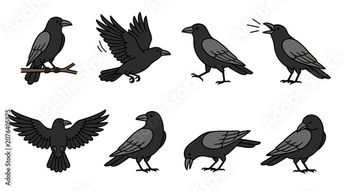 Set of various black crow bird illustrations in different poses and actions.