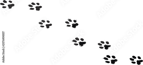 Photography Paw print vector illustration trail with realistic black ink cat or dog steps for pet shop animal tracking and veterinary design