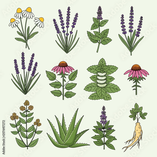 Картината върху платно Herbal Medicine Collection: Chamomile, Lavender, Echinacea, Mint, Aloe Vera, Gin