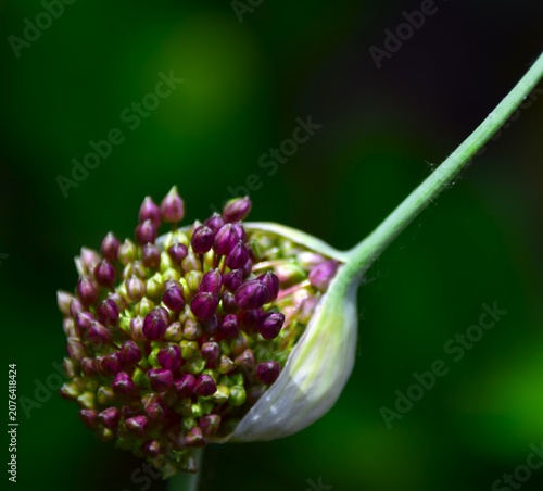close up of a purple flower