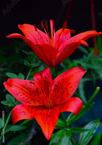 red
