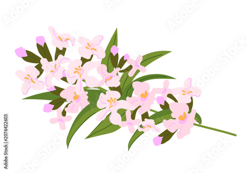 A vector illustration of lemon verbena isolated on a white background. A branch with pink flowers lies on a table. Plant used to produce essential oils, cosmetics, and medicine. Flat style silhouette.
