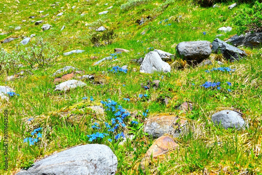 Fototapeta premium Blue gentiana bavarica (Gentiana bavarica) alpine flowers at a green meadow with rocks