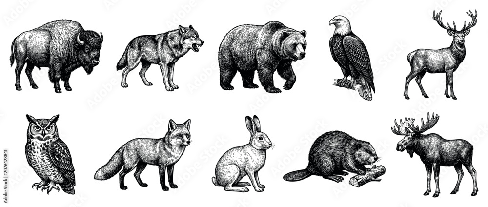 Fototapeta premium North American animal icons set. Wildlife and nature concept. Includes bison, wolf, bear, eagle, deer, owl, fox, rabbit, beaver, moose. Hand-drawn engraving style