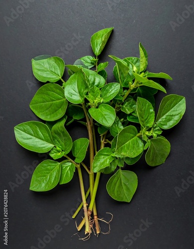 Healthy potted basil plant with fresh green leaves.
