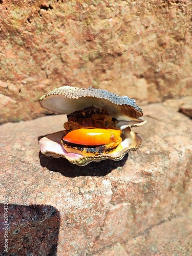Foto An open shell of a bivalve oyster Spondylus gaederopus, a scallop Pecten, with bright orange flesh, resting on the surface of a coastal rock